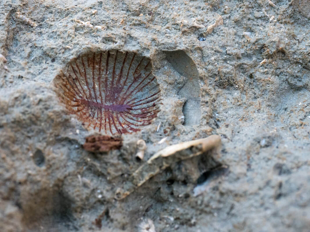 Rockhounding in South Padre Island